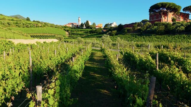 Lush vineyard rows under clear sky with small village and countryside buildings visible