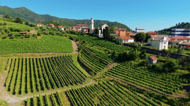 Rows of vineyards stretch across hills near a small village with church and buildings