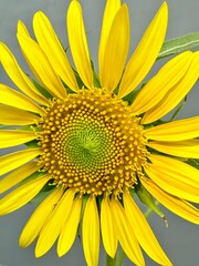 Obraz premium sunflower closeup view