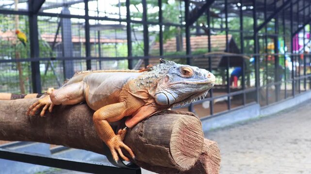 Iguana Reptile Resting on Wooden Log at Munnar Kerala Animal Attraction