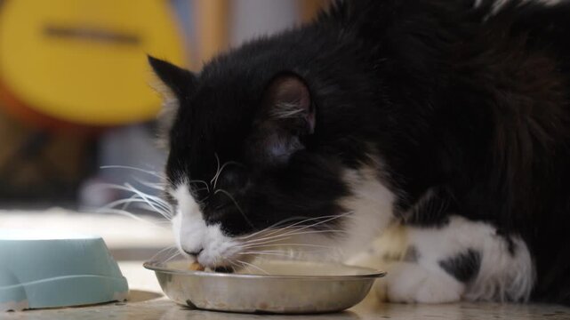 Tuxedo cat eating wet food from steel bowl, warm indoor light, calm mood.