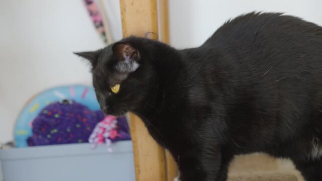 Handheld Close Up of a Domestic Black Cat with a Missing Eye Walking Indoors