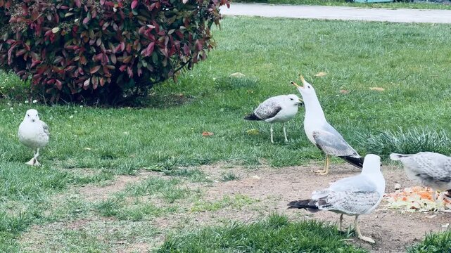 Flock of wild seagulls resting on green grass lawn in urban park. Large white sea birds walking on lawn and squawking near bushes on sunny summer day. Coastal wildlife and city nature background.