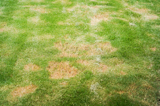 Pests and disease cause amount of damage to green lawns, lawn in bad condition and need maintaining