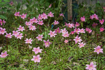 Obraz premium Pink Rain Lily flowers (Zephyranthes carinata) bloom in summer