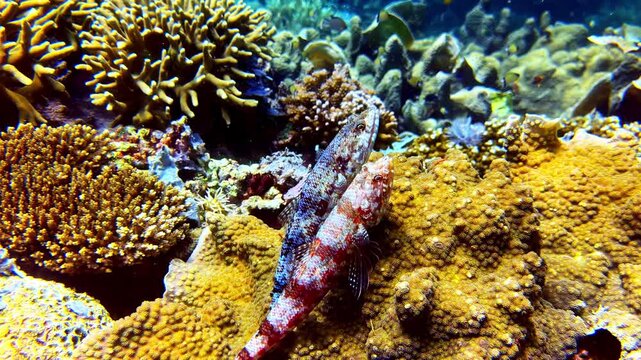 Marine wildlife scene featuring Synodontidae on coral formation