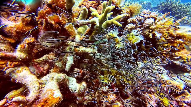 Underwater view of striped eel catfish school in coral ecosystem