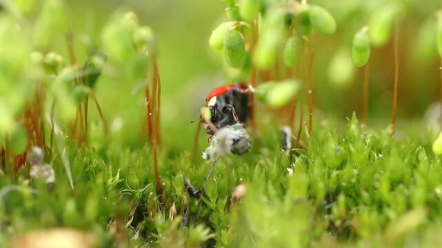 Macro footage of ladybug climbing over green moss and vegetation in sunny forest.