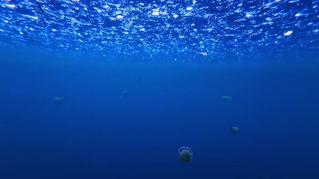 A striking orange and pink jellyfish trails textured tentacles just below a glittering water surface.