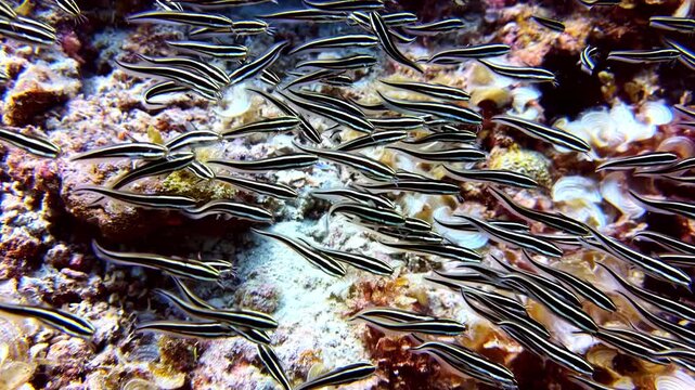 Hundreds of black and white striped catfish move as a synchronized mass low over the reef floor.
