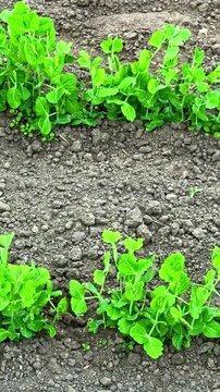 Rows of young pea plants emerging from soil in cultivated garden plot, vertical backdrop pan left