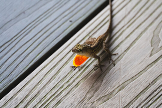 Close-up shot of a brown anole lizard displaying its bright orange dewlap, perched on a textured wooden deck. Captures the lizard&rsquo;s territorial display behavior in natural daylight.