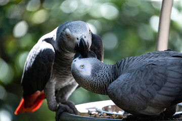 Fototapeta premium Close-up shot of two African grey parrots with scalloped grey plumage, pale facial skin and bright yellow eyes, interacting face-to-face against softly blurred bokeh background.