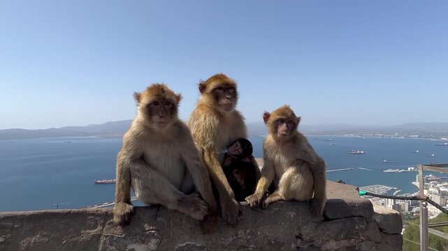 Family of Barbary macaques including tiny baby sitting on stone wall at Rock of Gibraltar viewpoint overlooking blue bay coastline and distant landscape beneath clear sky