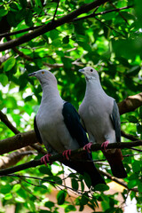 Obraz premium Side profile shot of two green imperial pigeons, showcasing their pale grey bodies, iridescent dark green wings, and bright pink feet, perched on a textured branch against vibrant green foliage.