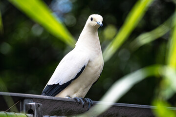 Fototapeta premium Close-up of elegant pied imperial pigeon with creamy white plumage and contrasting black wing tips, framed by out-of-focus tropical leaves against soft green bokeh background.