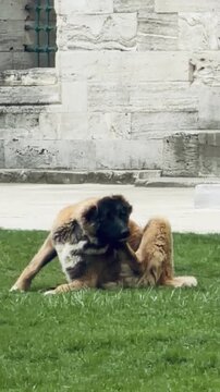  Large stray dog scratching itself on green grass lawn in front of historic stone walls of Suleymaniye Mosque. Turkish street pets lifestyle in Fatih district.