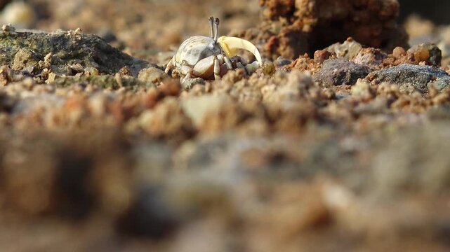 Fiddler crab with large claw on muddy beach wildlife nature 대한민국 한국 게 농게 흰발농게 큰집게다리 집게발 갯벌 진흙 해변 바다 바닷가 해안선 생태계 자연 환경 야생동물 서해안 남해안 생물학 관찰 탐험 야외 풍경 여행지 관광지 로컬 라이프스타일 활기찬 에너지 하루 일상 클로즈업 외형 무늬 패턴 질감 텍스처 