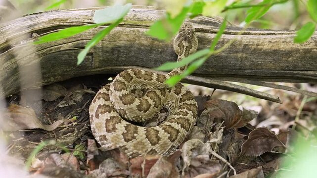 Curled up Great Basin Rattlesnake hiding as it rests its head on a log in the Utah wilderness.