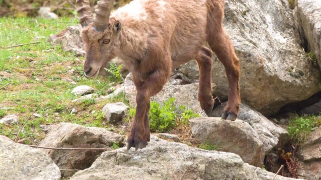 Alpine Ibex Walking Down Rocky Mountain Slope in Italian Alps