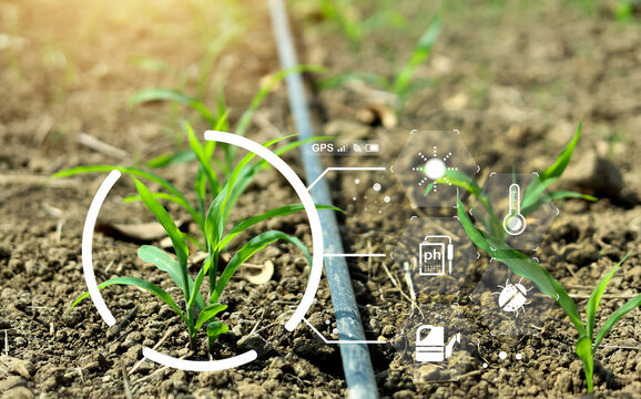 Modern smart farming technology concept with digital icons monitoring young corn growth, soil moisture, pH levels, and climate. Data-driven agriculture for sustainable crop management.
