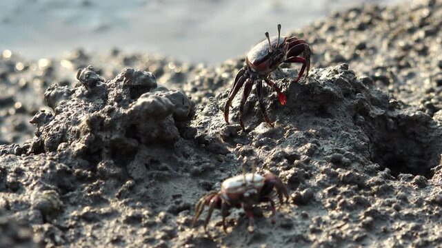 Fiddler crab on muddy tidal flat beach wildlife nature 대한민국 한국 게 농게 흰발농게 갯벌 진흙 해변 바다 바닷가 해안선 생태계 자연 환경 야생동물 조류 먹이 서해안 남해안 생물학 관찰 탐험 야외 풍경 여행지 관광지 로컬 라이프스타일 활기찬 에너지 하루 일상 클로즈업 외형 집게다리 무늬 패턴 질감 텍스처 평화로운