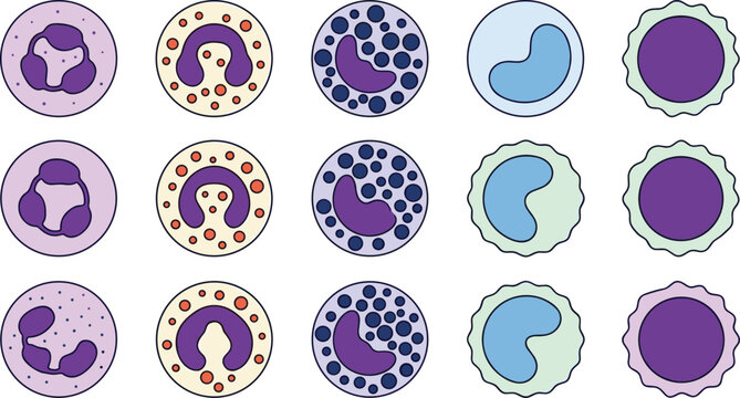White Blood Cell Types Icon Set Featuring Neutrophil, Eosinophil, Basophil, Monocyte, and Lymphocyte Vectors for Medical Education, Healthcare Infographics, and Science Laboratory Designs