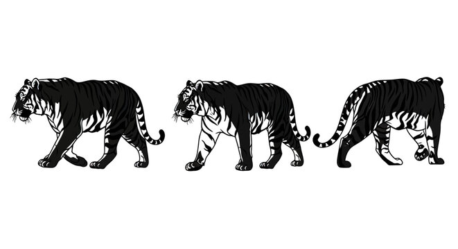 Three black and white tigers walking.
