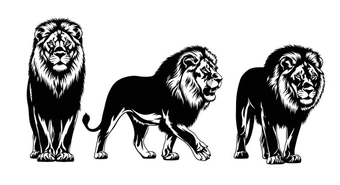 Three Black Lions Standing Together.