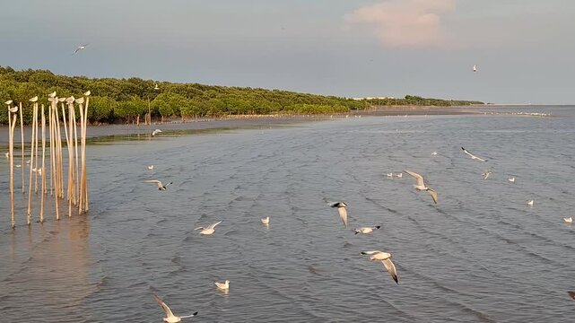 The seagulls at Bang Pu are flying all over the sea.