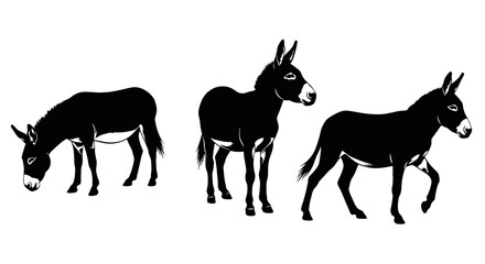 Fototapeta premium Three donkeys standing side by side.