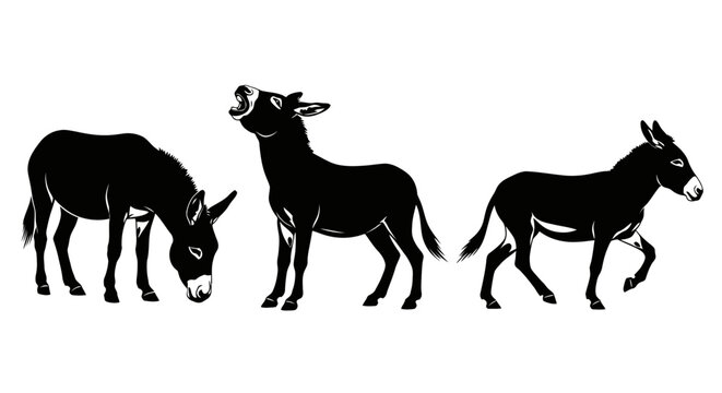 Three donkeys walking and eating grass.