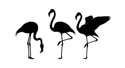 Obraz premium Three Flamingos in Black Silhouette Standing.