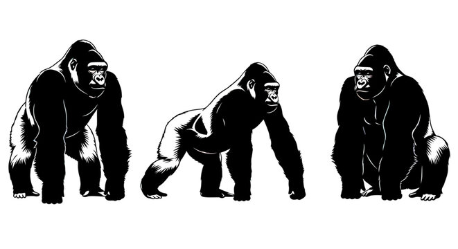 Three gorillas in different poses standing.