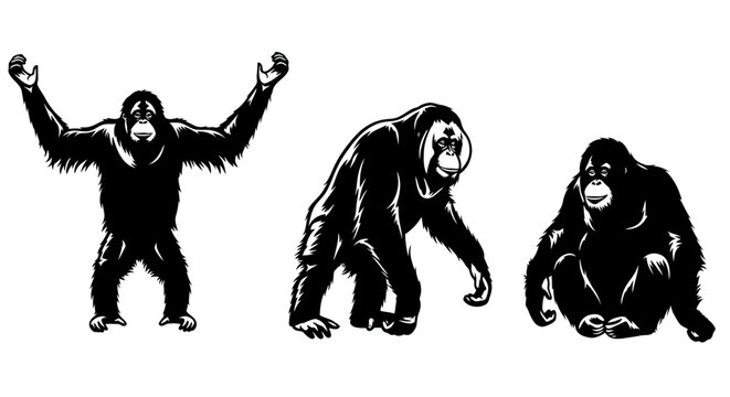 Three gorillas in different poses standing.