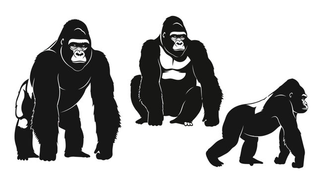 Three gorillas in different poses standing.
