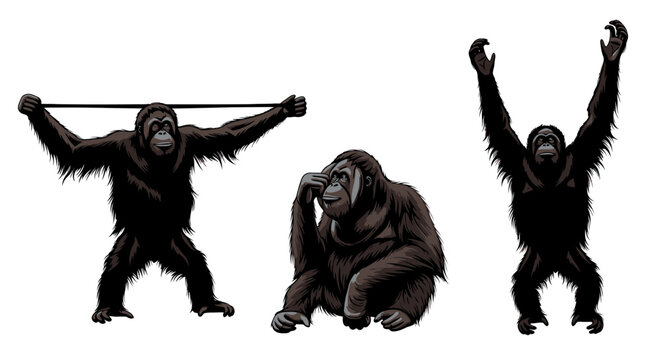 Three gorillas in different poses strong.