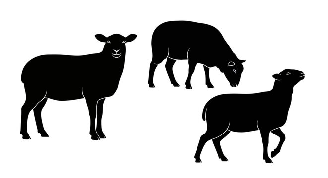 Three sheep standing in a group.