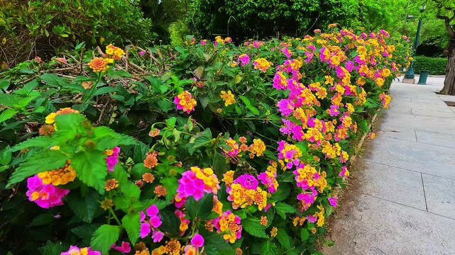 Lantana flowers shrub at Athens Greece street sidewalk as live hedge fence in residential district with home house apartment building