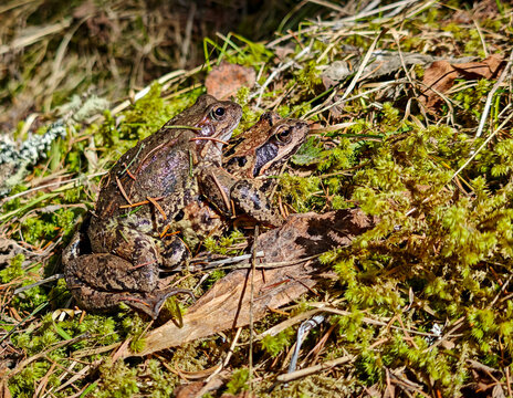 Two common brown frogs in amplexus mating on forest floor covered with moss and dry leaves