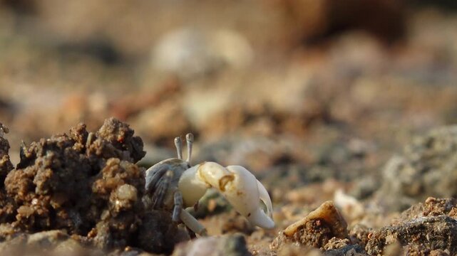 Fiddler crab with large claw on muddy beach wildlife nature 대한민국 한국 게 농게 흰발농게 큰집게다리 집게발 갯벌 진흙 해변 바다 바닷가 해안선 생태계 자연 환경 야생동물 서해안 남해안 생물학 관찰 탐험 야외 풍경 여행지 관광지 로컬 라이프스타일 활기찬 에너지 하루 일상 클로즈업 외형 무늬 패턴 질감 텍스처 