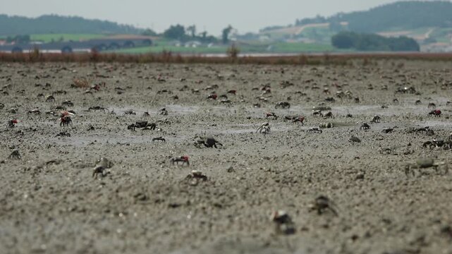 Numerous fiddler crabs on wide muddy tidal flat nature landscape 대한민국 한국 서해안 남해안 갯벌 진흙 해변 바다 바닷가 해안선 게 농게 흰발농게 수많은 무리 군집 생태계 자연 환경 야생동물 생물학 관찰 탐험 야외 풍경 여행지 관광지 로컬 라이프스타일 활기찬 에너지 하루 일상 파노라마 광활한 시선 평화로운