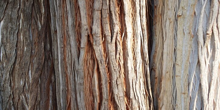 amber brown rustic tree bark texture with vertical fibrous furrow pattern