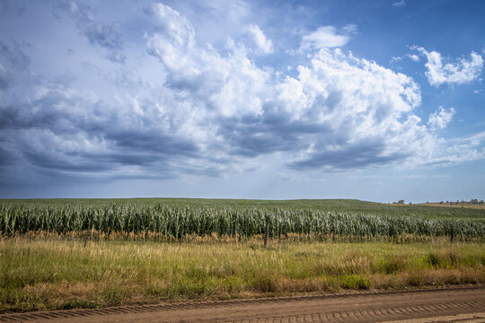 Cornfield Beneath Developing Thunderstorm Clouds in Rural Kansas