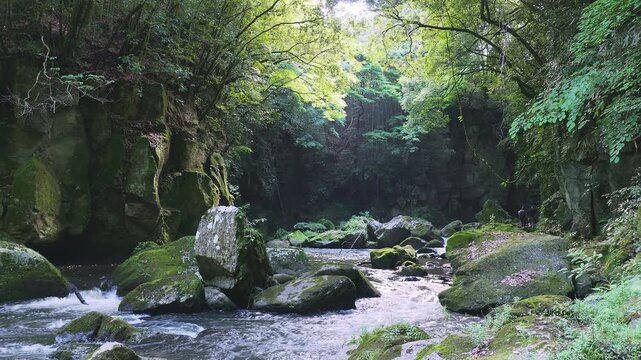 苔むした岩間を激しく流れる新緑の渓流 黄牛の滝 大分