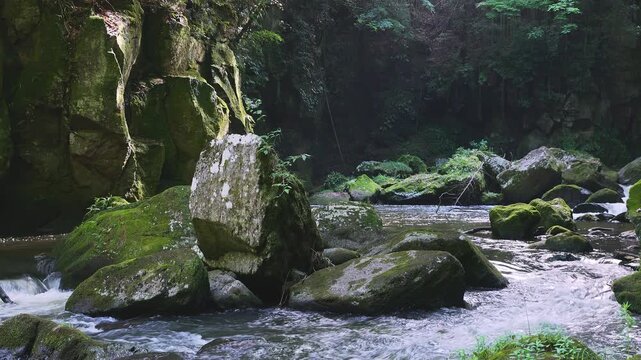 苔むした岩間を激しく流れる新緑の渓流 黄牛の滝 大分