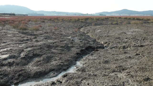 Numerous fiddler crabs on wide muddy tidal flat nature landscape 대한민국 한국 서해안 남해안 갯벌 진흙 해변 바다 바닷가 해안선 게 농게 흰발농게 수많은 무리 군집 생태계 자연 환경 야생동물 생물학 관찰 탐험 야외 풍경 여행지 관광지 로컬 라이프스타일 활기찬 에너지 하루 일상 파노라마 광활한 시선 평화로운
