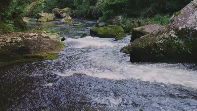 苔むした岩間を激しく流れる新緑の渓流 黄牛の滝 大分