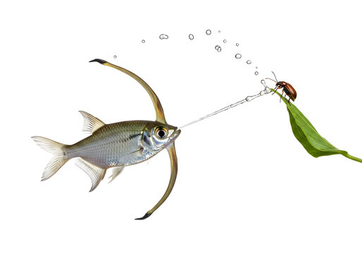 Archerfish shooting a jet of water at a beetle on a leaf