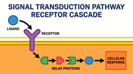 Signal Transduction Pathway Receptor Cascade © Bima